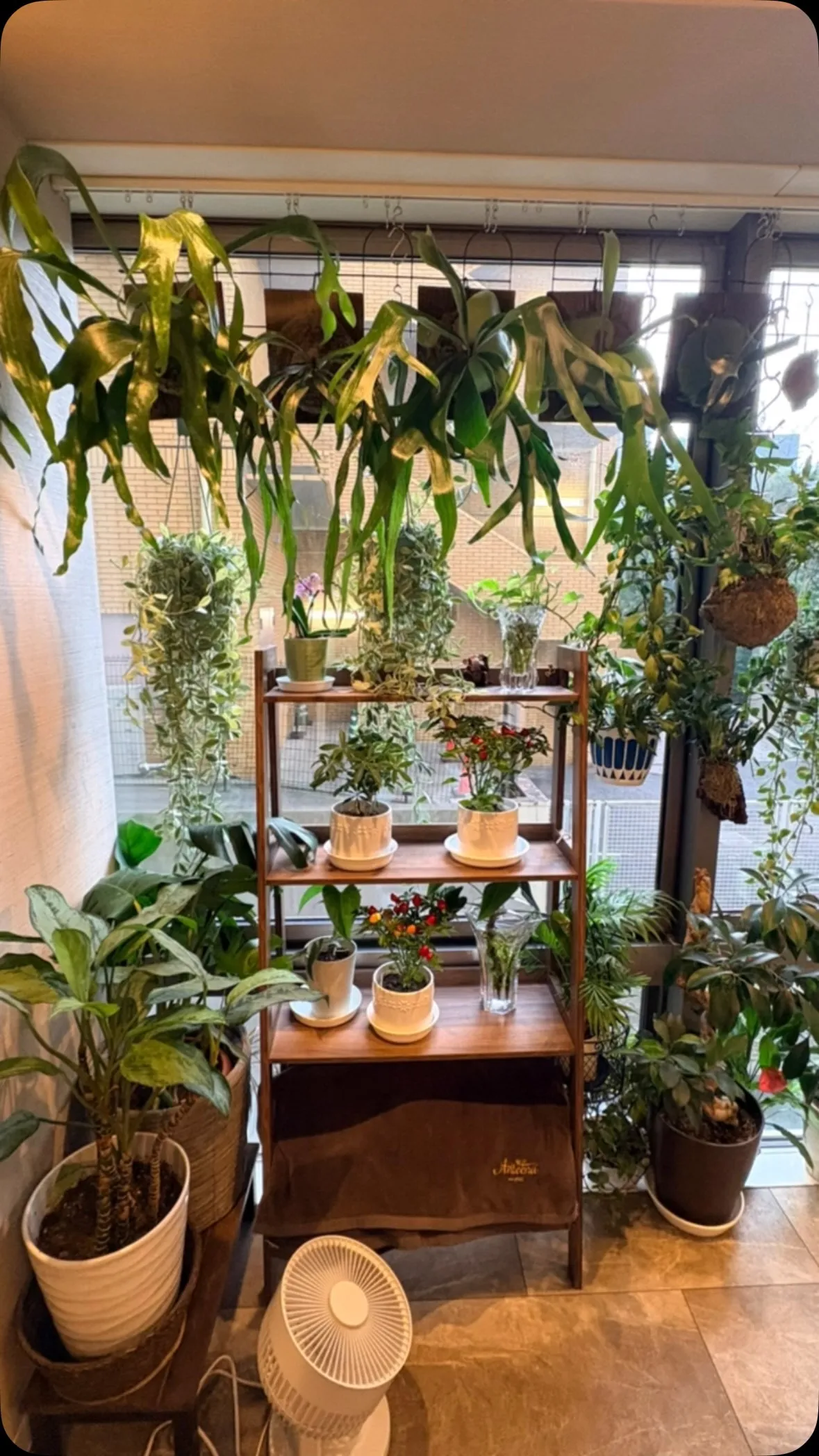 新入りのシダ植物さんたち🪴